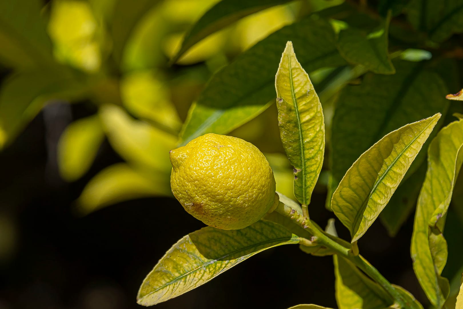 citron sur la branche